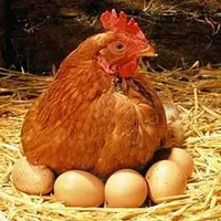آیا قیمت مرغ و تخم مرغ تغییر می‌کند؟