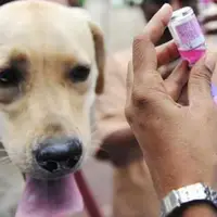 واکسیناسیون بیش از ۱۰ هزار قلاده سگ علیه بیماری هاری در کرمان