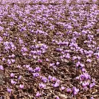 کشت زعفران در ۲۰ هکتار از اراضی کشاورزی هرسین