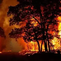 سوختن ۸۶۷ هکتار از جنگل‌های ایران در آتش تابستان 