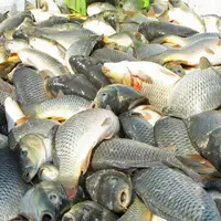 صید ماهی در مهاباد به ۵۰ تن کاهش یافت