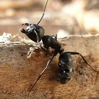 گوناگون/ راز توانایی خارق العاده مورچه‌ها در نابودی قدرت جاذبه