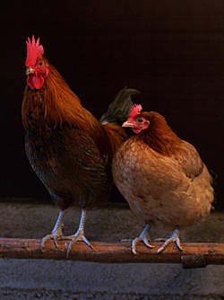 کاهش ۵۰ تنی مصرف مرغ در همدان