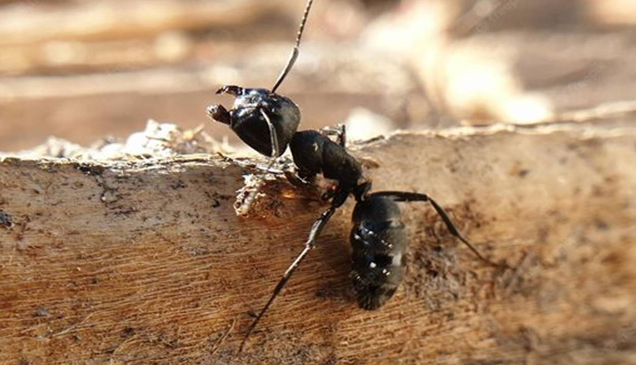 گوناگون/ راز توانایی خارق العاده مورچه‌ها در نابودی قدرت جاذبه