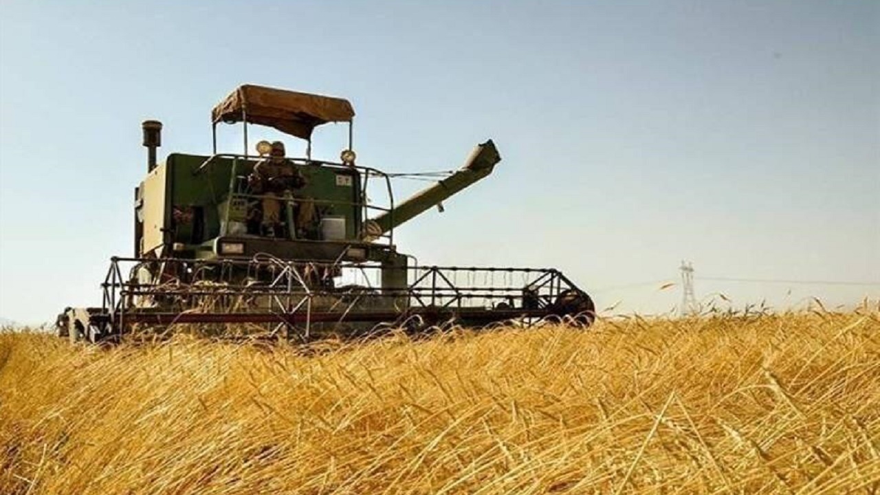 تسویه کامل مطالبات گندمکاران مازندرانی