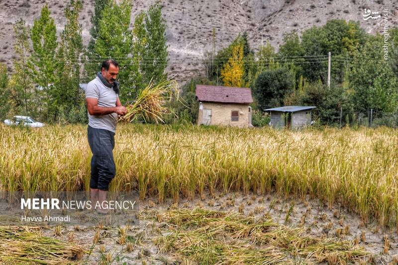  برداشت سنتی برنج در مازندران