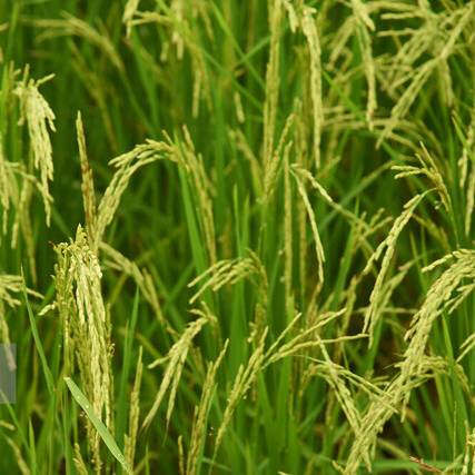کشت دوم برنج در ۹۹ هزار هکتار از شالیزارهای مازندران