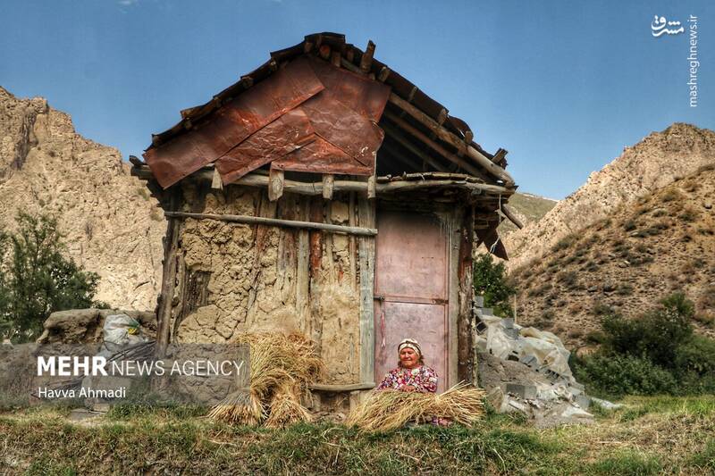  برداشت سنتی برنج در مازندران