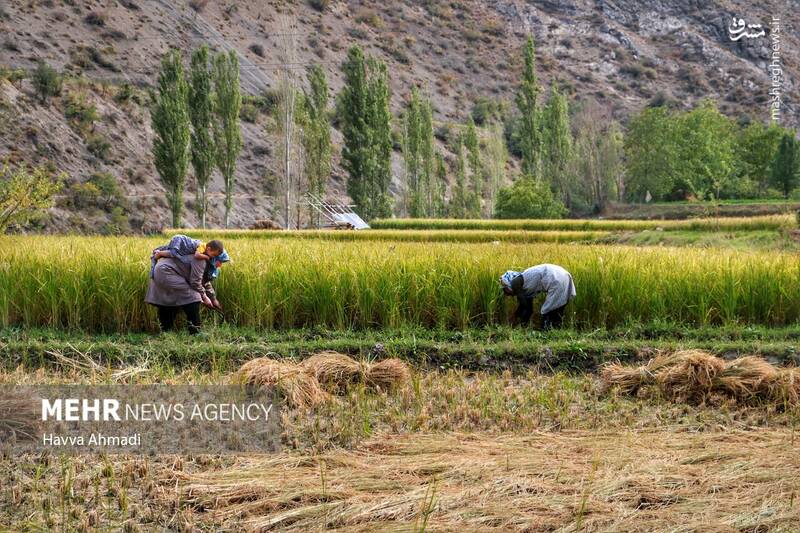  برداشت سنتی برنج در مازندران