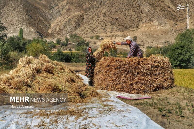  برداشت سنتی برنج در مازندران