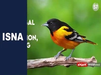 تأثیر مرگبار تغییرات اقلیمی بر جمعیت پرندگان