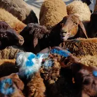 سارقان گوسفند دستگیر شدند