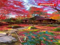 طبیعت کم نظیر فصل رویایی پاییز در ژاپن