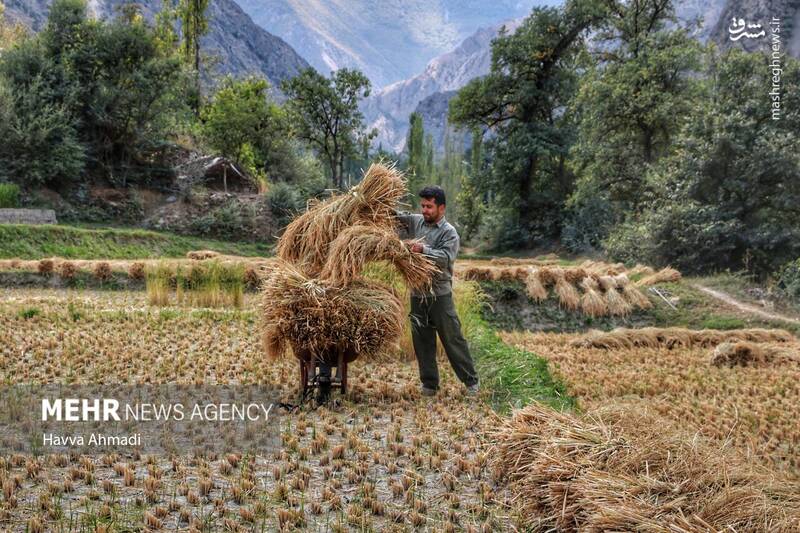  برداشت سنتی برنج در مازندران
