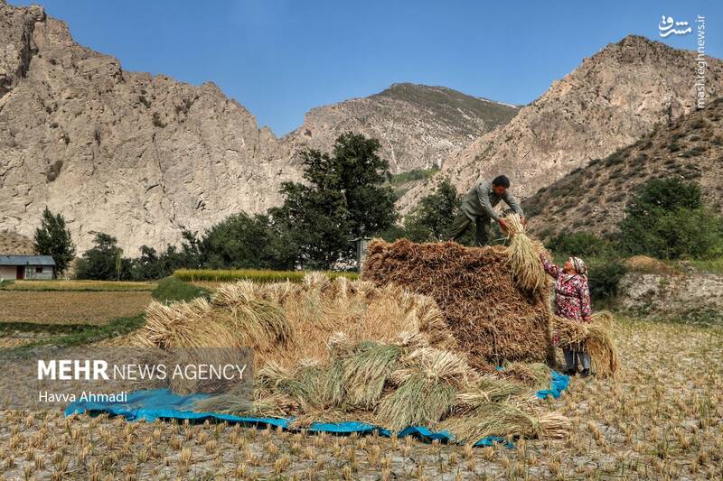  برداشت سنتی برنج در مازندران