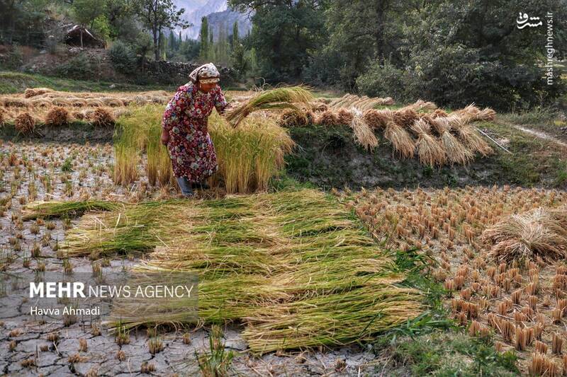  برداشت سنتی برنج در مازندران