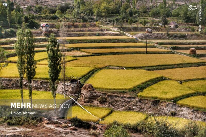  برداشت سنتی برنج در مازندران