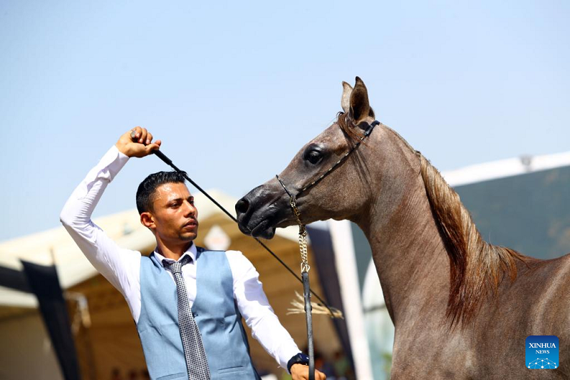 جشنواره اسب های عرب در مصر