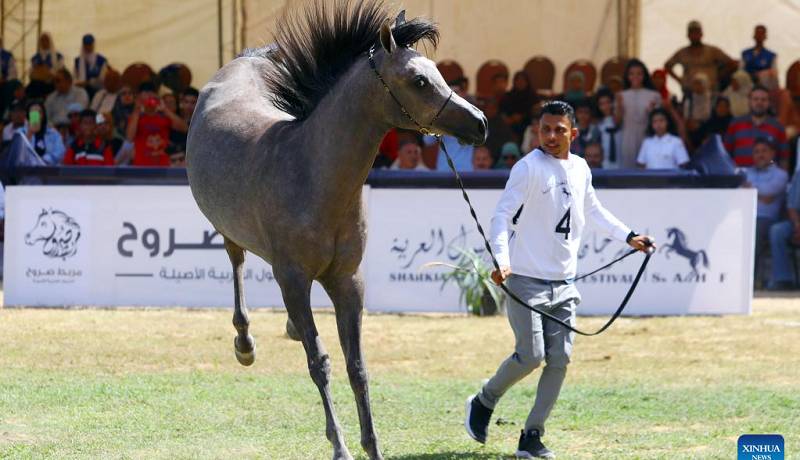 جشنواره اسب های عرب در مصر