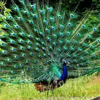 طاووس ها؛ شگفت انگیزترین پرندگان روی زمین 