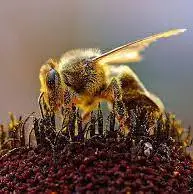 ممنوعیت جابه‌جایی کندو‌های زنبورعسل از ۱۶ تا ۲۸ مهرماه در گلستان