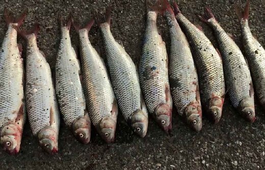آخرین قیمت انواع ماهی در بازار 