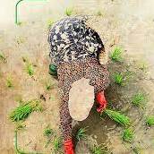 حکمت/ طلب حلال برای خانواده چه ارزشی دارد؟