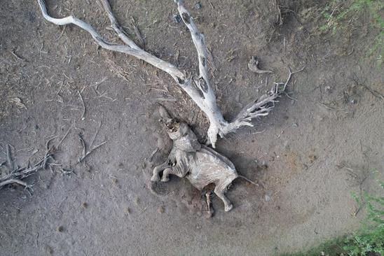 تلف شدن حیوانات در صحرای کنیا به دلیل خشکسالی