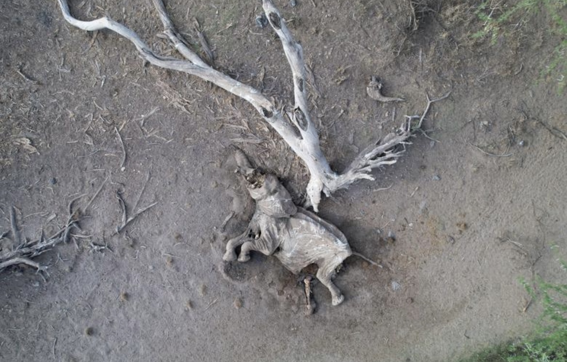 تلف شدن حیوانات در صحرای کنیا