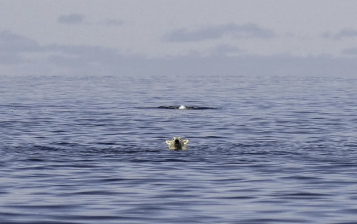 خرس قطبی در تعقیب نهنگ