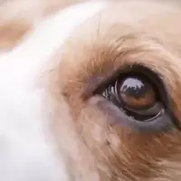 سگ‌ها دنیا را چگونه می‌بینند؟