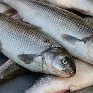 فعالیت 220 مزرعه پرورش ماهی در استان ایلام