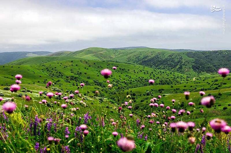 طبیعت بکر جنگل فندقلو