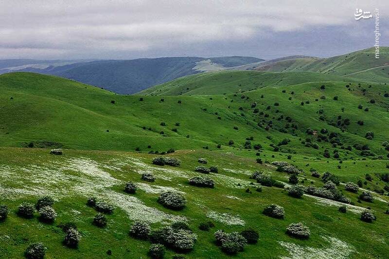 طبیعت بکر جنگل فندقلو