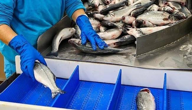 صادرات بیش از 1600 تن محصولات شیلاتی از آذربایجان شرقی