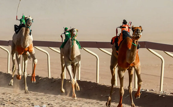 مسابقات شترسواری در امارات