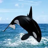 اورکاها یکی از باهوشترین موجودات جهان