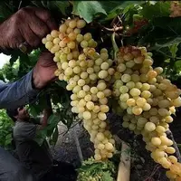 خرید ۷۰ تن انگور به صورت توافقی از تاکداران خراسان شمالی