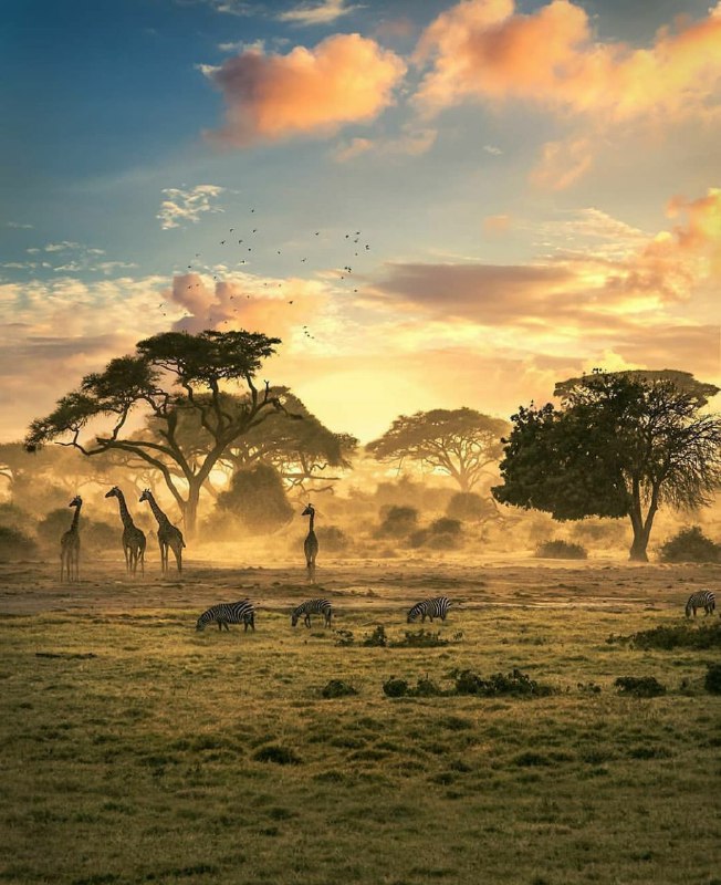 تصویری زیبا از قلب حیات وحش کشور آفریقایی زیمبابوه