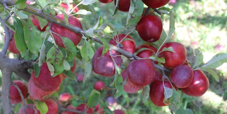 برداشت خوش‌عطرترین سیب آذربایجان‌شرقی از باغات شهر زنوز
