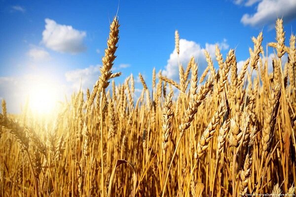 برداشت ۱۰۲ هزار تن گندم از اراضی کشاورزی استان سمنان