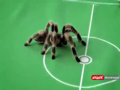 فوتبال بازی کردن عنکبوت 