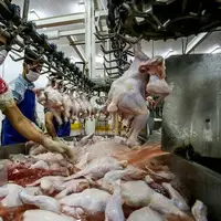 کمبود واحدهای کشتارگاهی و بسته‌بندی؛ چالش‌های اصلی تولید مرغ