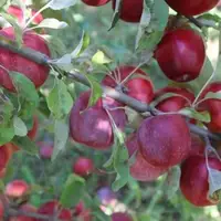 برداشت خوش‌عطرترین سیب آذربایجان‌شرقی از باغات شهر زنوز