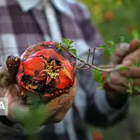 کم‌آبی سبب رشد آفات محصولات میوه استان اصفهان شد