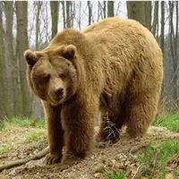 مشاهده خرس قهوه‌ای در ارتفاعات ماسوله