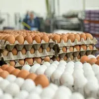 تولید روزانه ۱۵۰ تُن تخم‌‌مرغ در گلستان