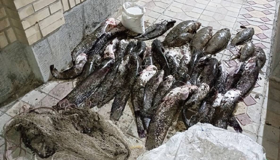 دستگیری متخلفان صید غیرمجاز ماهیان با کلرریزی در کانال آب‌رسانی بیله‌سوار