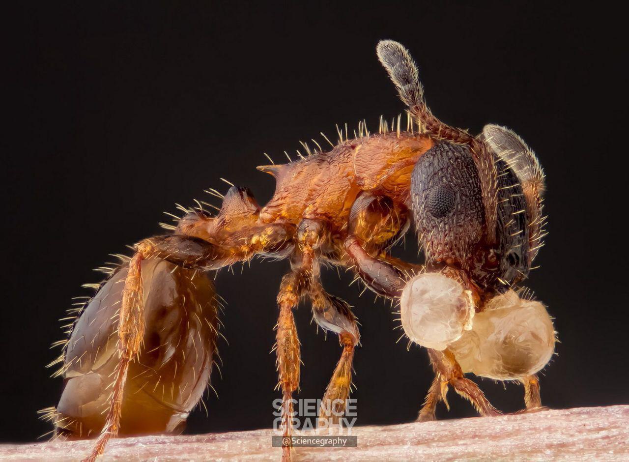 تصویری زیبا از مورچه ای که لارو به دهان گرفته