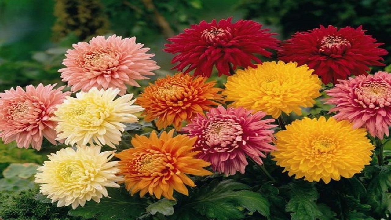 کاشت ۱۵۰ هزار نوع گل پاییزه در جنوب غرب تبریز